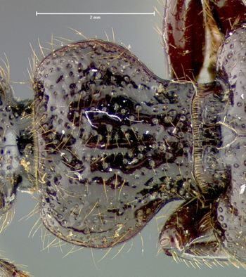 Media type: image;   Entomology 31524 Aspect: pronotum dorsal